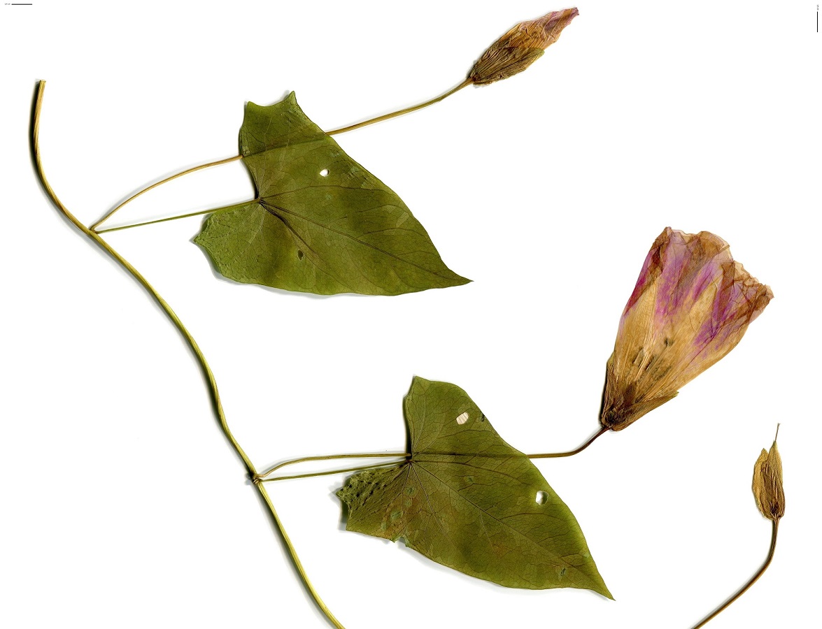 Convolvulus sepium subsp. roseata (Convolvulaceae)